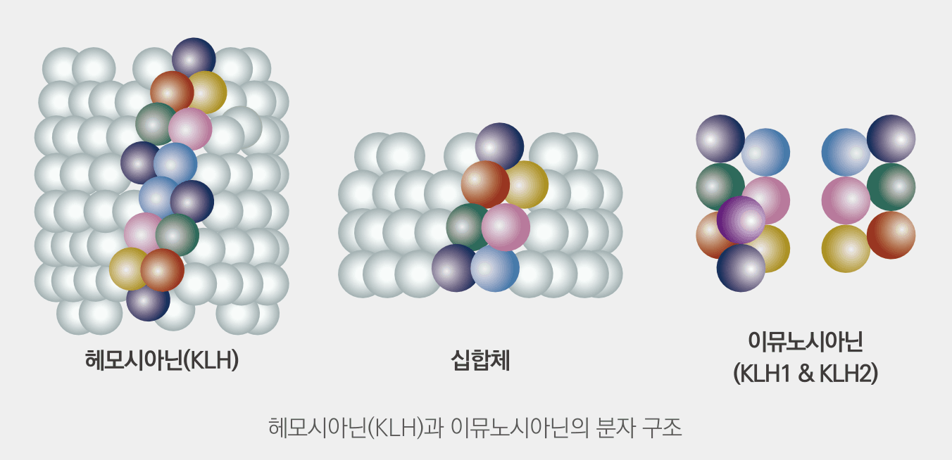 헤모시아닌과 이뮤노시아닌의 분자 구조